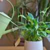 Arrosage : comment savoir si j'arrose suffisamment ou trop mes plantes ? Arrosage : comment savoir si j'arrose suffisamment ou trop mes plantes ?