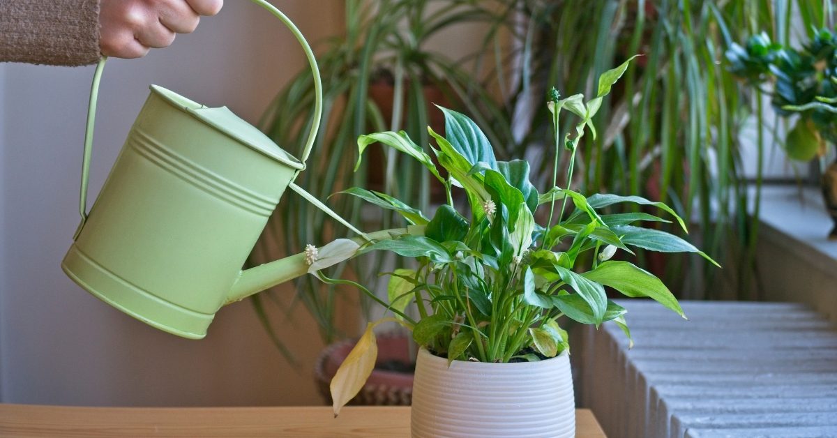 Arrosage : comment savoir si j’arrose suffisamment ou trop mes plantes ? Arrosage : comment savoir si j’arrose suffisamment ou trop mes plantes ?