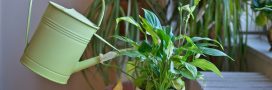 Arrosage : comment savoir si j'arrose suffisamment ou trop mes plantes ?