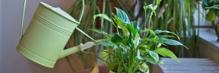 Arrosage : comment savoir si j'arrose suffisamment ou trop mes plantes ?