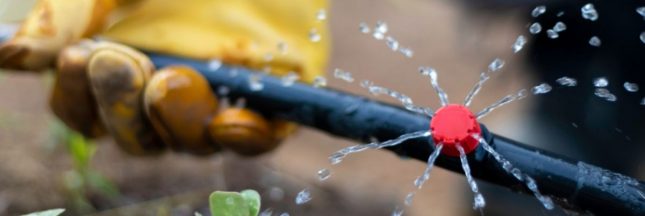 L'arrosage goutte à goutte
