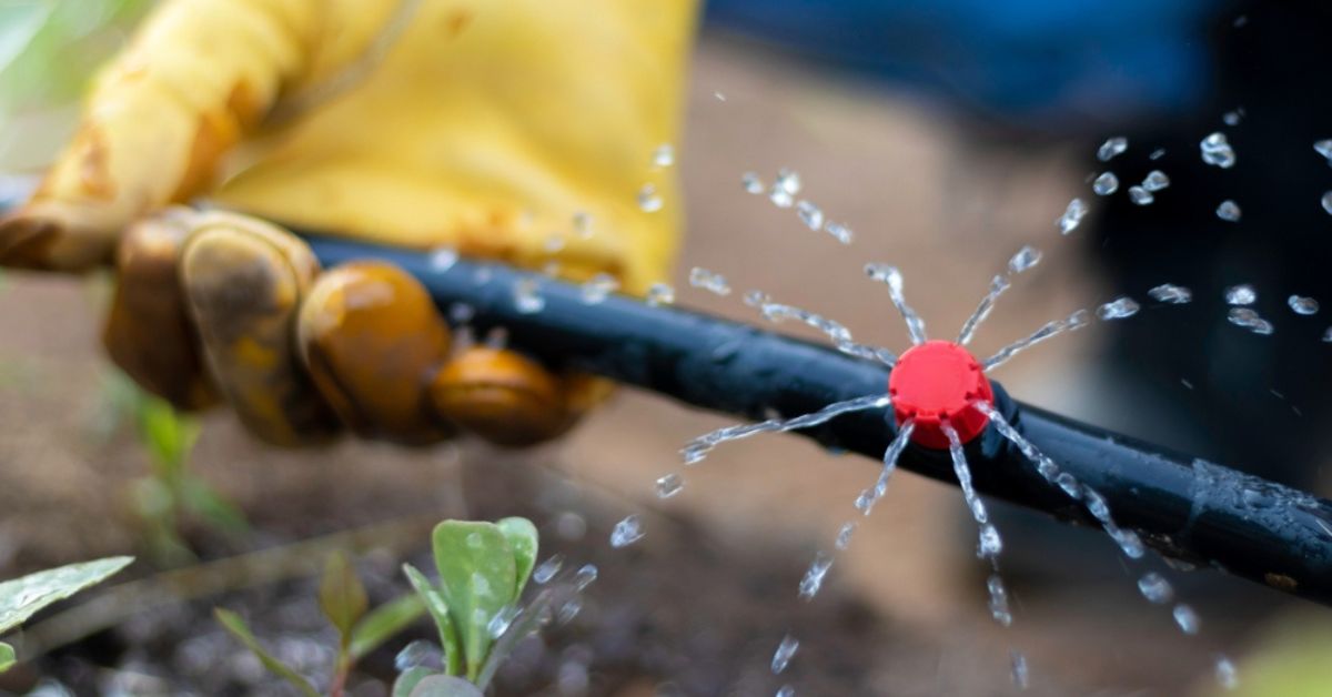 Irrigation goutte à goutte : un système pour économiser l'eau
