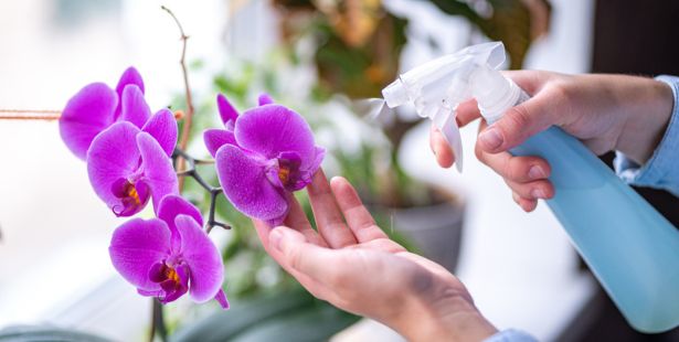 Brumiser les orchidées