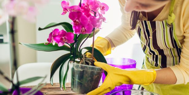 Arroser les orchidées en été