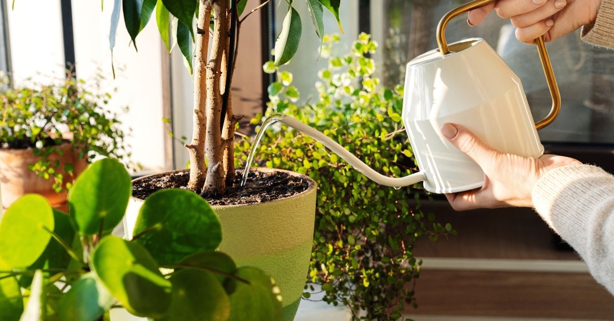 Arrosage : comment savoir si j'arrose suffisamment ou trop mes plantes ? Arrosage : comment savoir si j'arrose suffisamment ou trop mes plantes ?