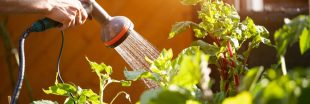 Arroser le jardin et le potager en période de restriction d'eau : 8 conseils