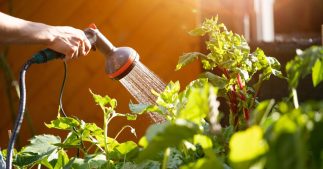 Arroser le jardin et le potager en période de restriction d'eau : 8 conseils