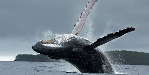 La chasse à la baleine