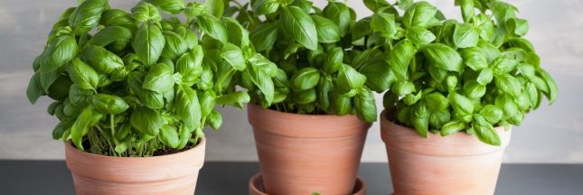 Du basilic