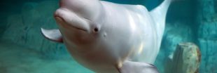 Papillons monarques, Beluga : l'UICN allonge sa liste des espèces menacées