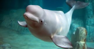 Papillons monarques, Beluga : l'UICN allonge sa liste des espèces menacées Papillons monarques, Beluga : l'UICN allonge sa liste des espèces menacées