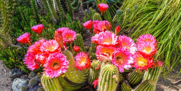 Des cactus en fleurs