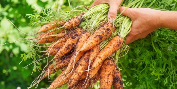 Les carottes au potager