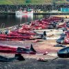 La chasse à la baleine relancée en Islande : plusieurs cétacés abattus
