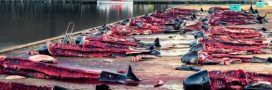 La chasse à la baleine relancée en Islande : plusieurs cétacés abattus