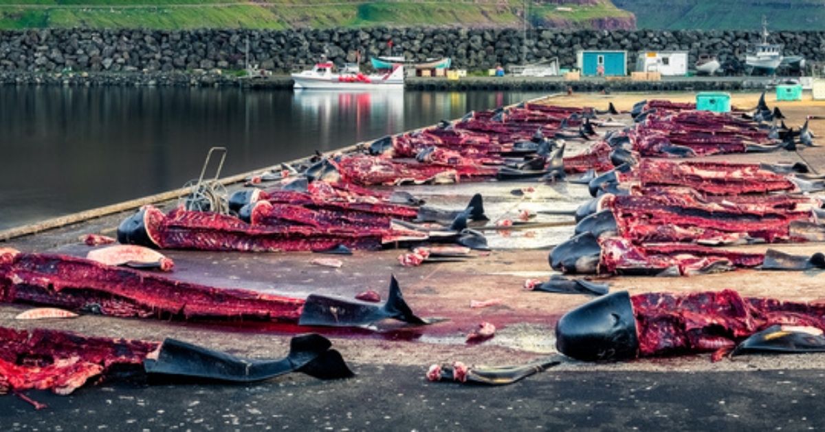 La chasse à la baleine relancée en Islande : plusieurs cétacés abattus