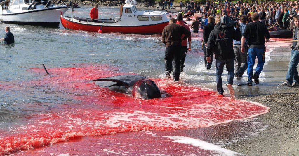 Chasse au dauphin : les Îles Féroé baissent leur quota provisoirement