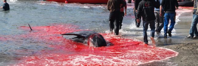 la chasse aux dauphins