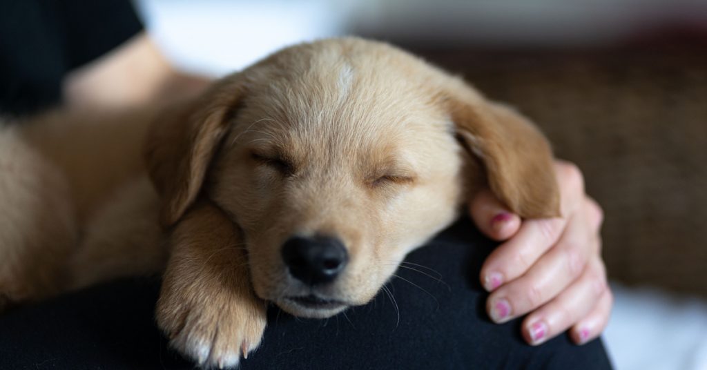 Adoption d’animaux de compagnie : un certificat d’engagement est désormais obligatoire