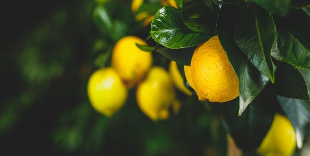 Un citronnier avec des citrons