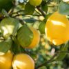 Mon citronnier ne fait pas de citrons : pourquoi et comment en obtenir ? Mon citronnier ne fait pas de citrons : pourquoi et comment en obtenir ?