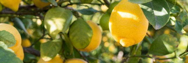 Un citronnier avec des citrons