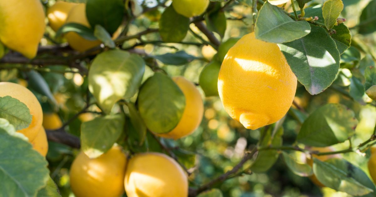 La taille du citronnier : Fructification et formation - Cmonjardinier