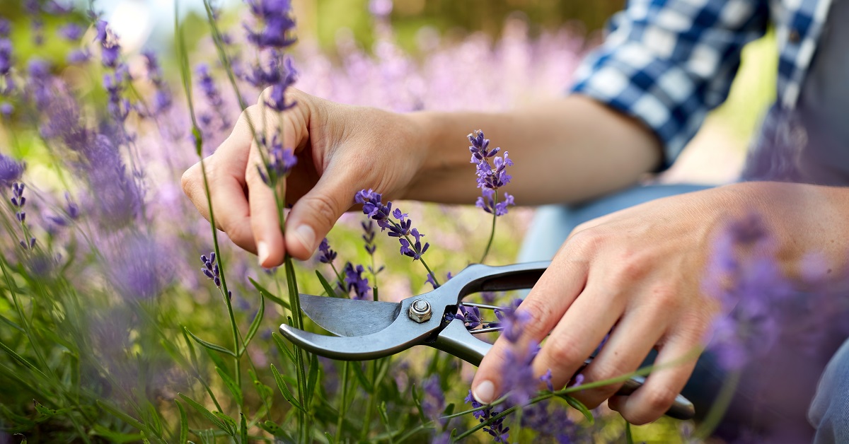 Lavande : conseils pour une belle floraison !