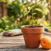 Comment faire germer un noyau d'abricot ? Comment faire germer un noyau d'abricot ?