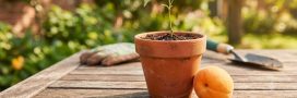 Comment faire germer un noyau d'abricot ? Comment faire germer un noyau d'abricot ?