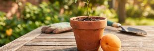 Comment faire germer un noyau d'abricot ? Comment faire germer un noyau d'abricot ?