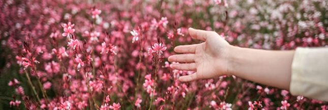 Des fleurs résistantes à la sécheresse