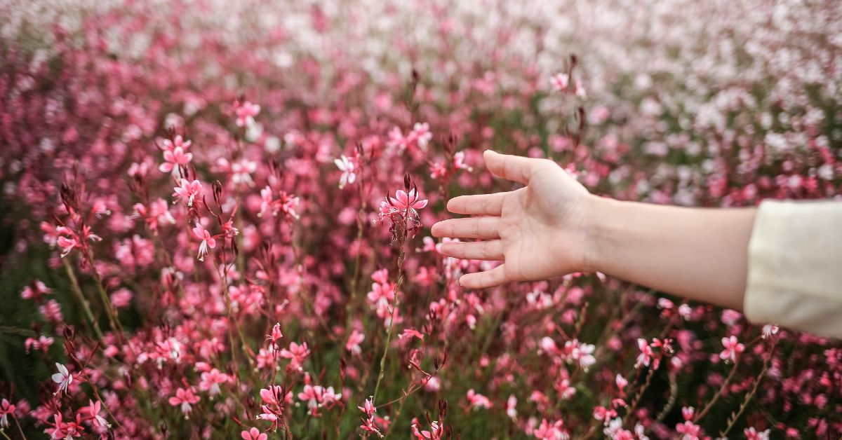 Créer des massifs colorés avec des fleurs résistantes à la sécheresse ! Créer des massifs colorés avec des fleurs résistantes à la sécheresse !