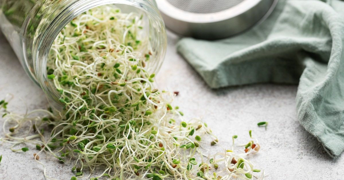 Les graines germées ont tout bon !