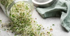 Les graines germées ont tout bon !