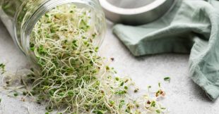 Les graines germées ont tout bon !