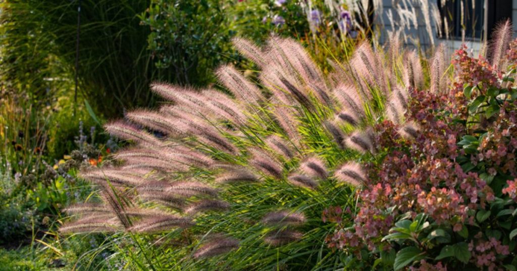 Embellir son jardin avec 6 graminées résistantes au soleil brûlant