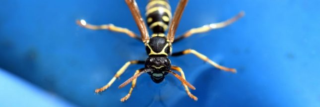 Une guêpe à la piscine