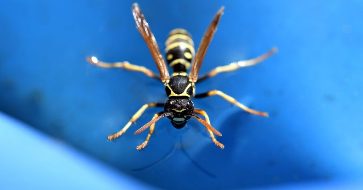 Fabriquez votre répulsif naturel anti-guêpes pour les éloigner naturellement