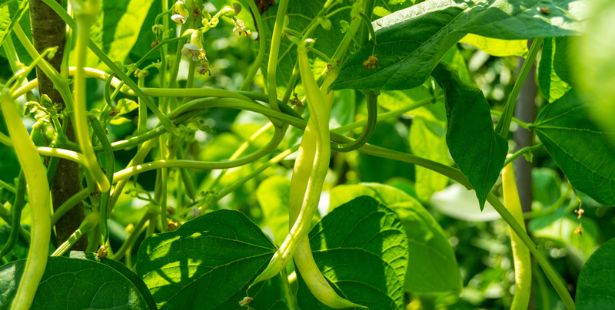 Les haricots, légumes qui supportent la sécheresse