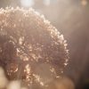 Canicule : ces 8 plantes du jardin souffrent plus vite que les autres Canicule : ces 8 plantes du jardin souffrent plus vite que les autres