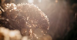 Canicule : ces 8 plantes du jardin souffrent plus vite que les autres