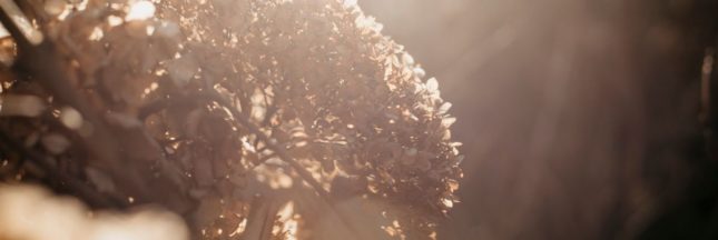 Les plantes qui craignent la chaleur