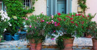 Ces plantes courantes de nos jardins dont vous devriez vous méfier Ces plantes courantes de nos jardins dont vous devriez vous méfier