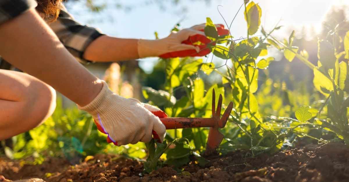 Sécheresse et potager : 26 légumes supportant le manque d’eau