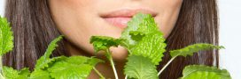 Apportez de la fraîcheur à votre peau avec nos 7 recettes beauté à la menthe Apportez de la fraîcheur à votre peau avec nos 7 recettes beauté à la menthe