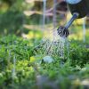 Créer de l'ombre au potager : 4 solutions naturelles Créer de l'ombre au potager : 4 solutions naturelles
