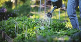 Créer de l’ombre au potager : 4 solutions naturelles Créer de l’ombre au potager : 4 solutions naturelles