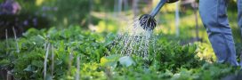 Créer de l'ombre au potager : 4 solutions naturelles Créer de l'ombre au potager : 4 solutions naturelles