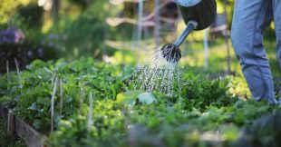 Créer de l'ombre au potager : 4 solutions naturelles Créer de l'ombre au potager : 4 solutions naturelles